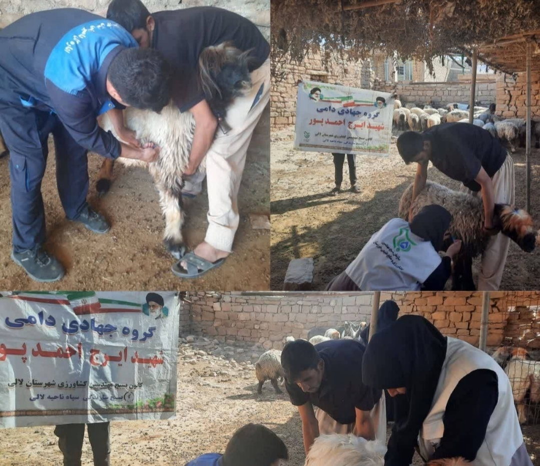 واکسیناسیون دام‌های سبک مناطق محروم لالی