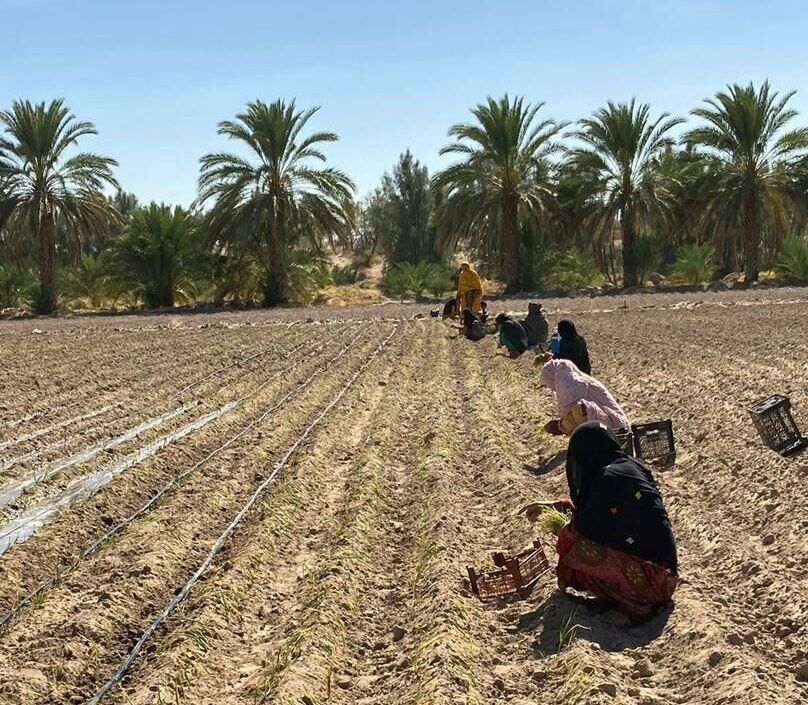 ایرانشهر قطب کشاورزی سیستان و بلوچستان