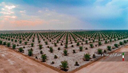 ایجاد بزرگترین نخلستان مکانیزه خرمای مجول دنیا