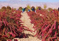 آغاز طرح شناسنامه‌دار کردن باغات درخراسان جنوبی