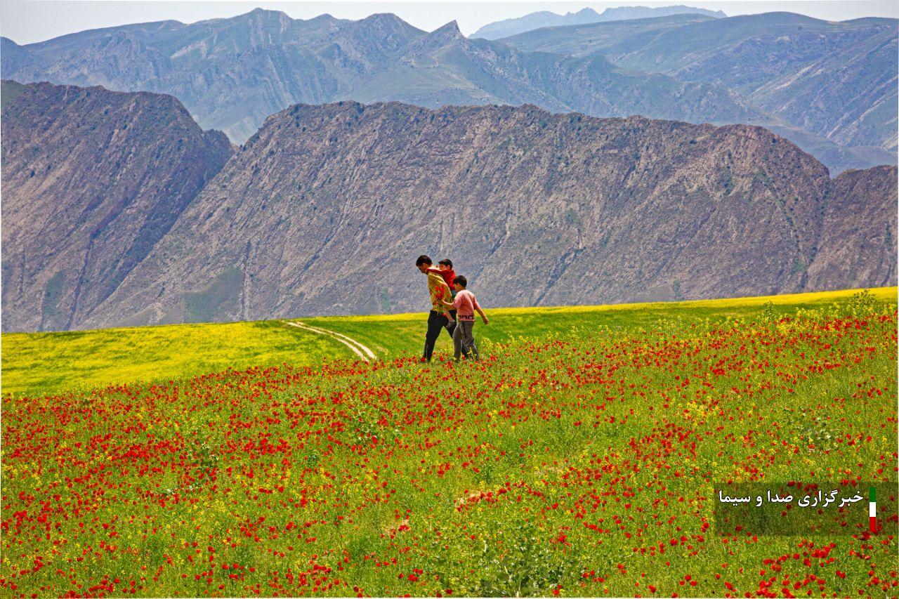 «دشت شقایق» کلات، جلوه ای از زیبایی خداوند