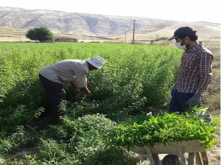 برداشت ۲۰۰ تن محصول گیاهان دارویی در باشت