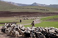 ۱۵ آبان، زمان مجاز چرای دام در مراتع استان بوشهر