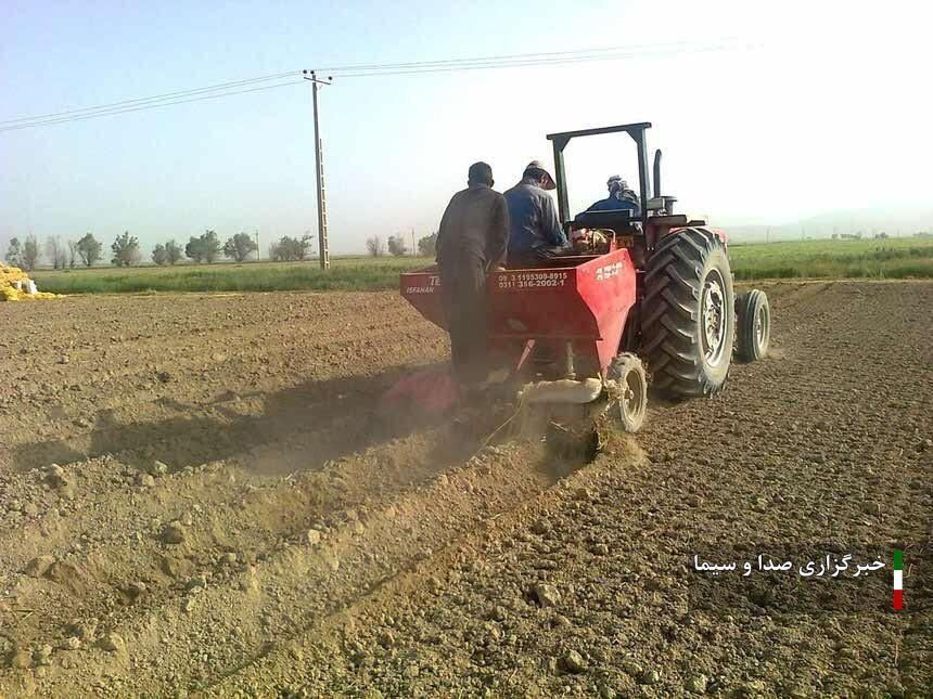 کشت گندم در ۹۸۰۰ هکتار از اراضی شهرستان بوشهر آغاز شد