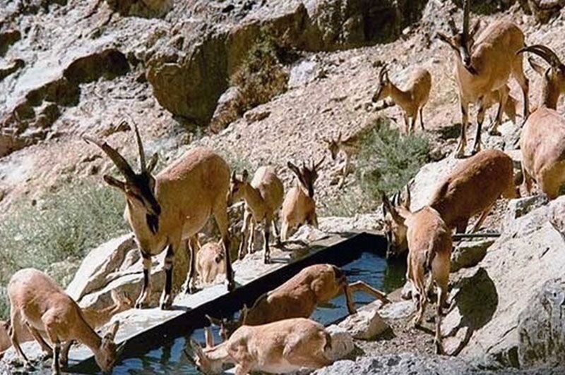 سرشماری پستانداران شاخص دره شهدا ارومیه