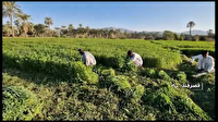 آغاز اولین چین شبدر برسیم در قصرقند