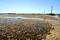 خسارت ۱۲۵ میلیاردتومانی به کشاورزان گراش