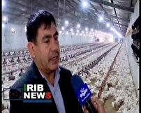 خرید نهاده از بازار آزاد و گلایه مرغداران خراسان شمالی