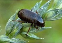 مشاهده فعالیت سوسک سیاه در برخی مزارع خراسان شمالی