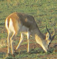 دستگیری شکارچیان آهو در نیشابور 