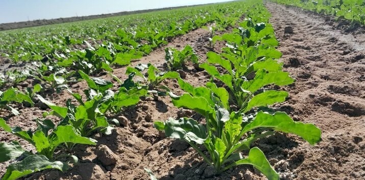 اراضی ۱۰ هزار هکتاری به طرح‌های توسعه‌ای واگذار شد