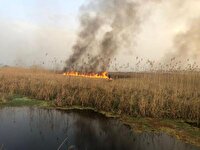 آتش در تالاب انزلی فروکش کرد