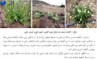 معرفی گونه‌های دارویی مقاوم به کم آبی