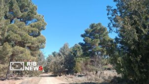 کاشت سه میلیون نهال در خراسان شمالی