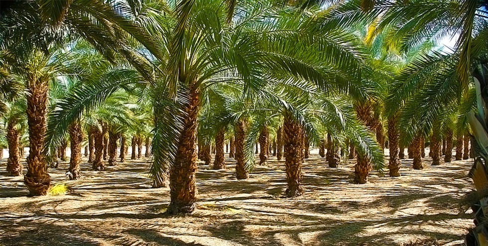 طرح تکثیر و اصلاح نخیلات از طریق کشت بافت