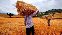 برداشت جو از مزارع آذربایجان غربی آغاز شد