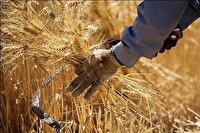 خرید بیش از ۳۸ هزار تُن گندم در خراسان شمالی