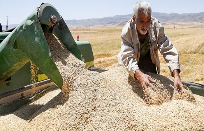 خرید ۷۲ هزارتن گندم از کشاورزان لرستانی