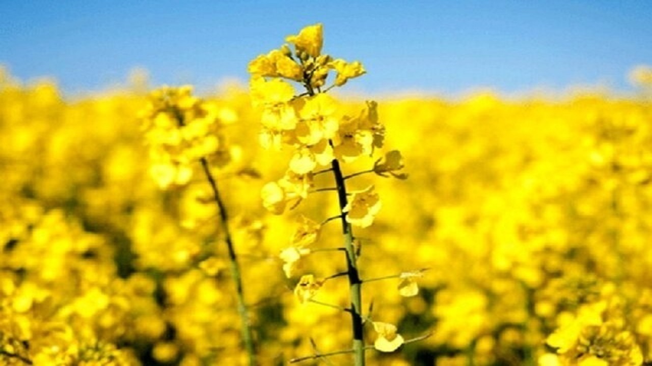 رتبه دوم اسکو در تولید کلزای آذربایجان شرقی