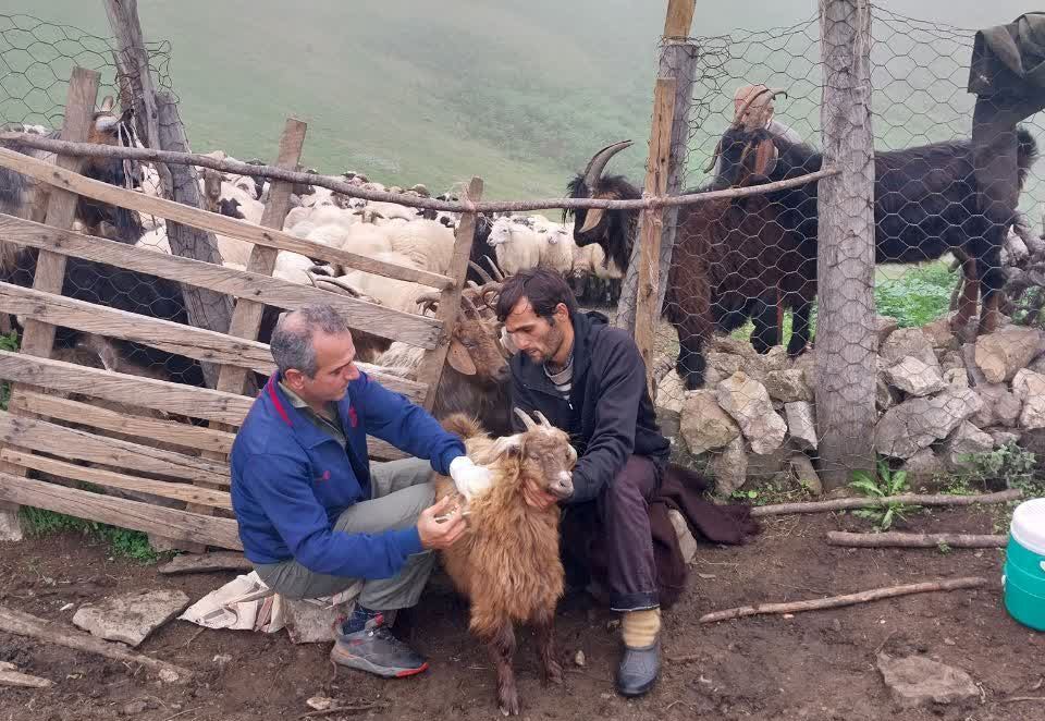 واکسیناسیون دام‌های شهرستان فومن در مقابل بیماری‌ها