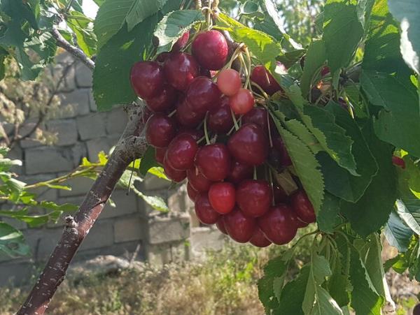 پیش‌بینی تولید ۳۰ هزار تن گیلاس در آمل