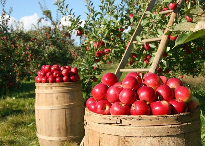 برداشت سیب تابستانه از باغات آذربایجان غربی