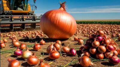برداشت پیاز از ۷۵۴ هکتار مزارع فسا