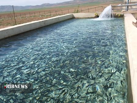 هشدار شیلات آذربایجان شرقی در پی موج گرمای مردادماه