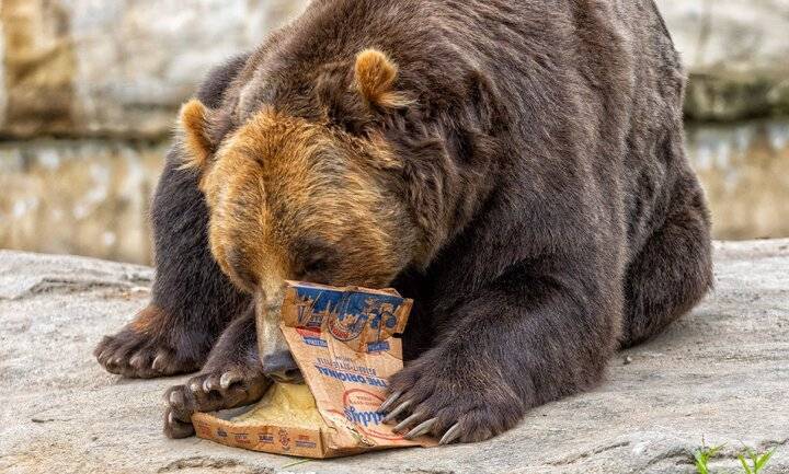 تغذیه حیات وحش؛ پدیده‌ای با پیامد‌های زیست‌محیطی/درحال تکمیل