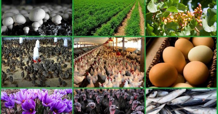 پرداخت بیش از هزار میلیارد ریال تسهیلات در صندوق کارآفرینی امید خراسان شمالی