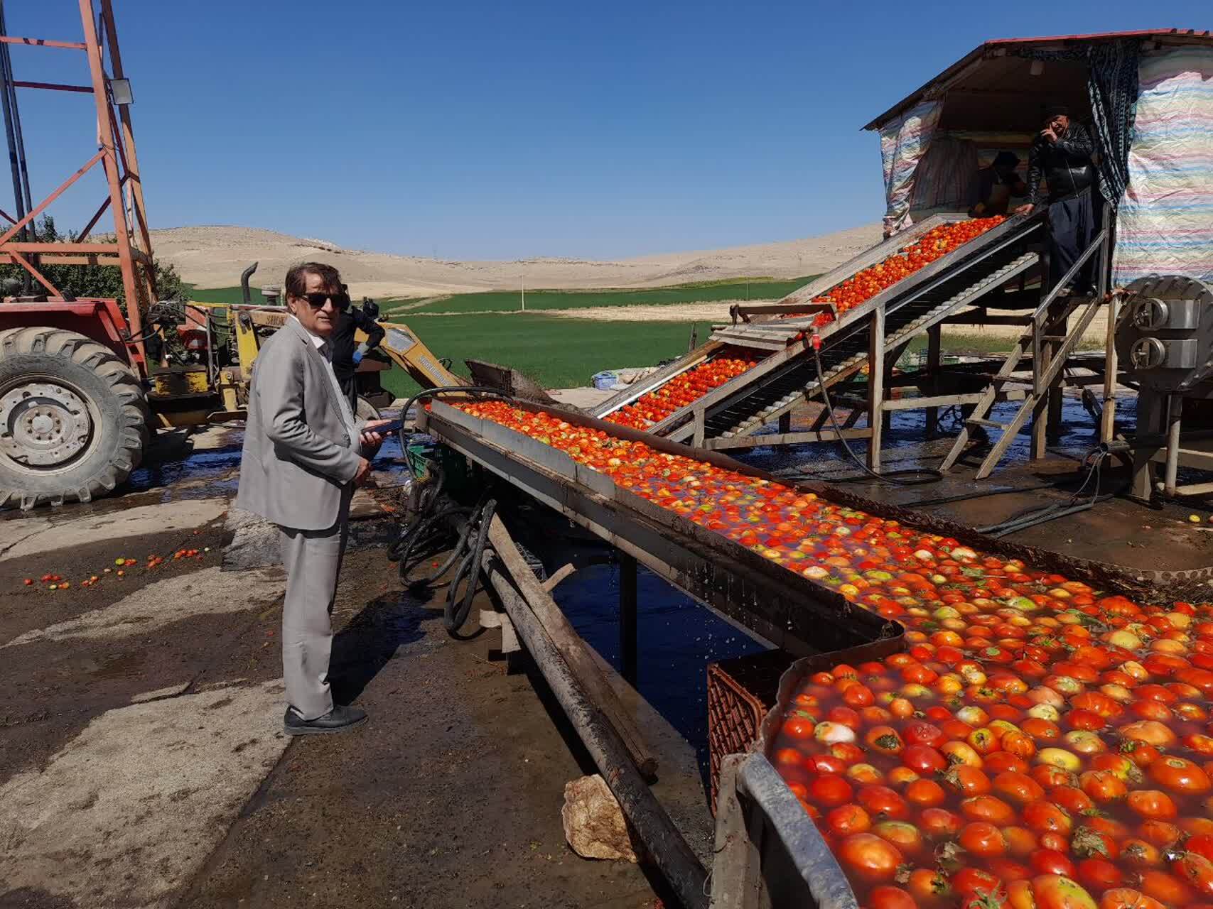 روند جذب گوجه‌فرنگی توسط کارخانجات رب استان مطلوب است