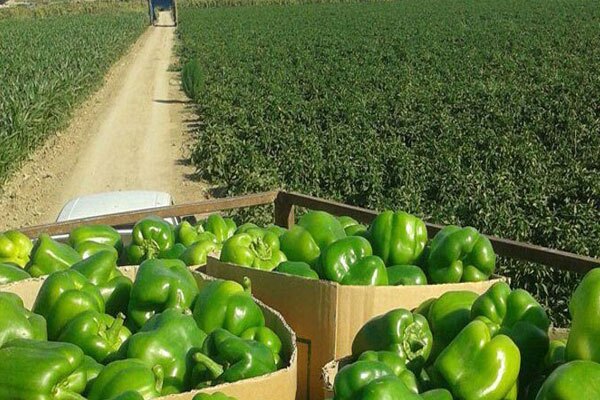 آغاز فصل کشت فلفل دلمهای در بندرعباس آغاز فصل کشت فلفل دلمهای در بندرعباس