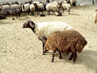 اصلاح نژاد ۱۵۰۰ راس گوسفند مهربان در همدان