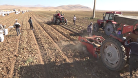 آغاز برداشت سیب زمینی از زمین‌های کشاورزی کبودراهنگ