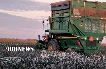 آغاز برداشت مکانیزه پنبه در پارس‌آباد با کمباین‌های پیشرفته