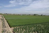 کشت گندم آبی در ۱۱ هزار هکتار زمین‌های مُهر