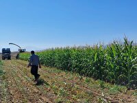 برداشت ذرت علوفه‌ای در شهرستان آباده