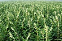 پیش‌بینی برداشت ۵ هزار تن کنجد از ۴۳۰۰ هکتار اراضی استان بوشهر