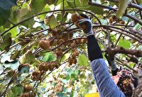 روز‌های پایانی برداشت کیوی در گیلان با برداشت ۹۸ درصد محصول