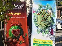 اجرای پویش یلدای سبز برای نخستین بار در گیلان