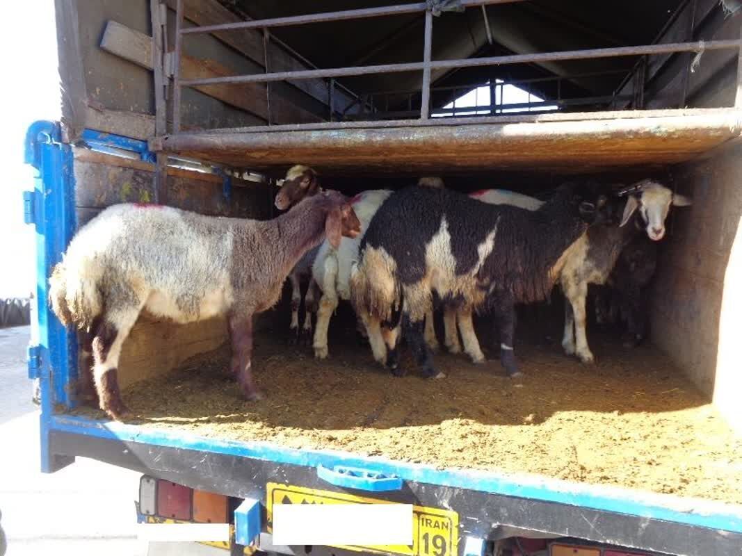 کشف احشام ۴ میلیاردی فاقد مجوز در رستم