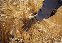 پیش‌بینی تولید ۸۰۰ هزار تن گندم در کرمانشاه