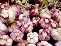 افزایش ۲۰ درصدی تولید سیر طارم در استان زنجان
