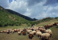 اجرای چرای زودرس در مراتع آذربایجان غربی