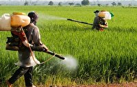 مقابله گسترده با سن غلات در مزارع گندم و جو ایلام
