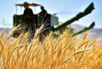 خرید ۹۵۰ هزار تن گندم از کشاورزان خوزستان