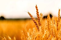 خرید تضمینی بیش از یک میلیون تُن گندم در خوزستان