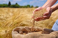 خریداری بیش از یک میلیون و ۱۵۰ هزار تن گندم از کشاورزان خوزستانی