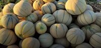 برداشت خربزه از زمین‌های کشاورزی حاجی آباد