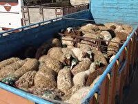 توقیف یک کامیون به سبب حمل غیرمجاز ۲۴۹۰راس دام
